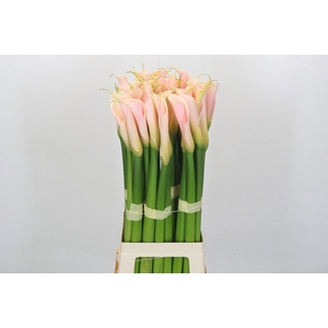 Zantedeschia Eydolls Salmon