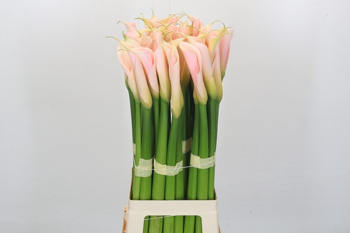 <h4>Zantedeschia Eydolls Salmon</h4>
