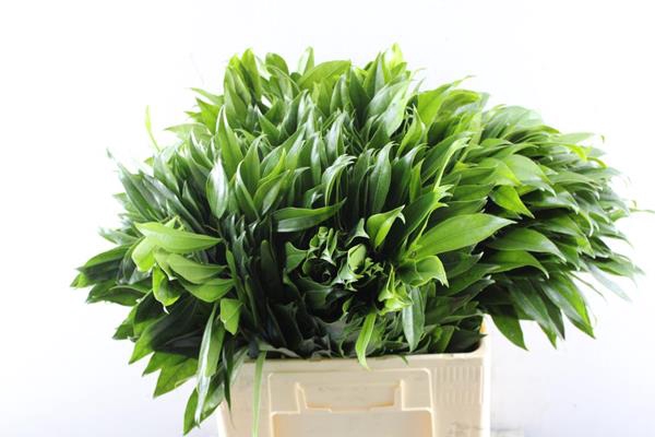 <h4>Deco Gr Cocculus Blad L 70</h4>