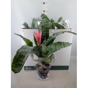 Aechmea fasciata 'Primera'