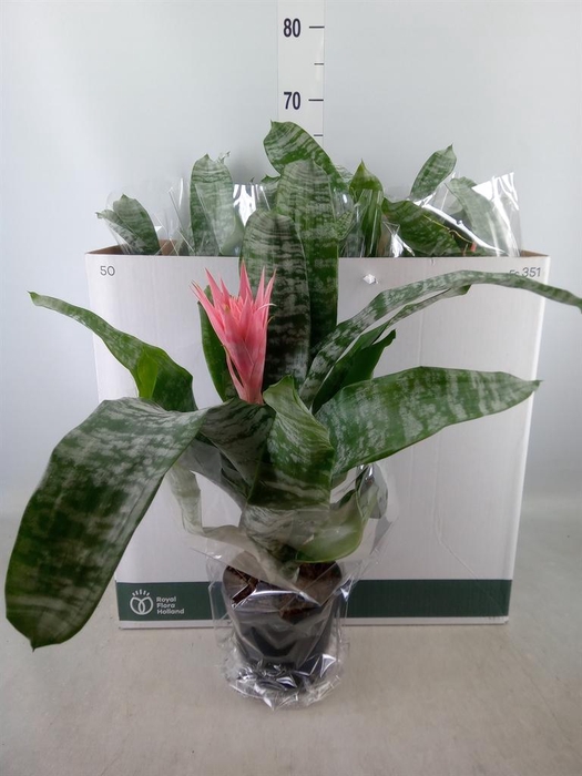 <h4>Aechmea fasciata 'Primera'</h4>