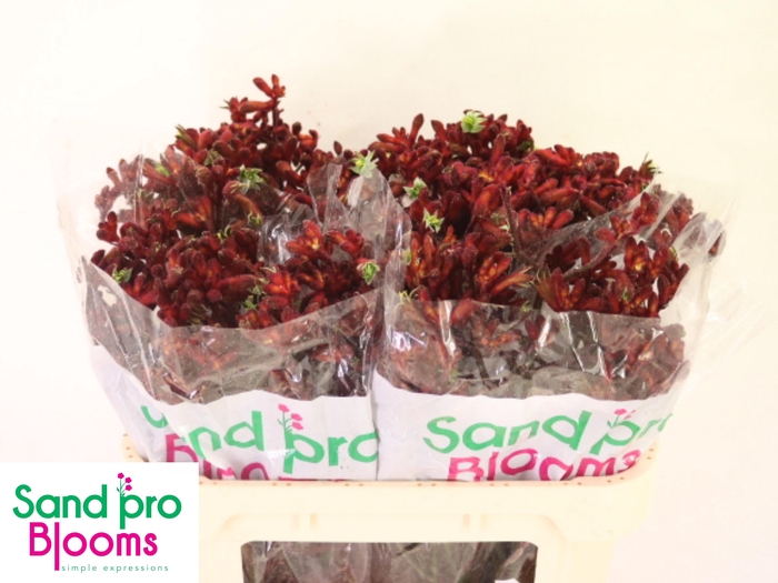 <h4>ANIGOZ EARLY SPRING</h4>