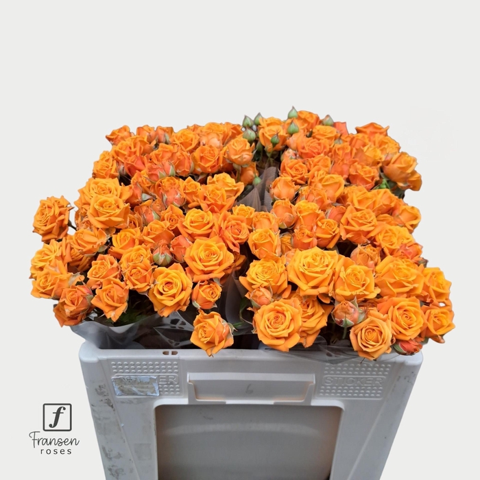 <h4>R TR Orange Queen 50cm</h4>