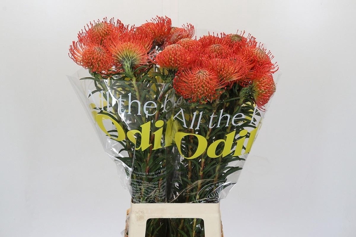 <h4>LEUCO CO SUCCESSION</h4>