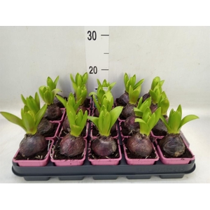 Hyacinthus orie. 'Pearl Pink'