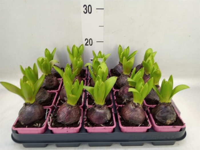 <h4>Hyacinthus orie. 'Pearl Pink'</h4>