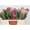 Protea Barbigera Air