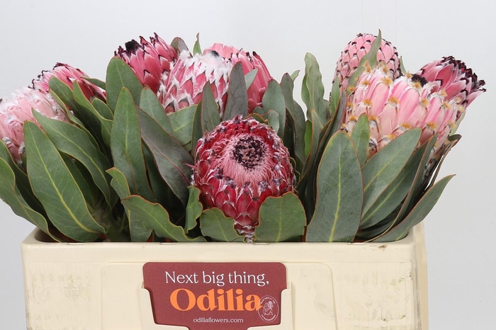 Protea Barbigera Air