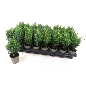 Chamaecyparis yellow