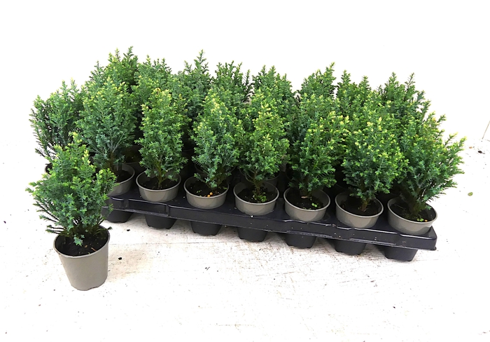 <h4>CHAM LAWS OVERIG</h4>