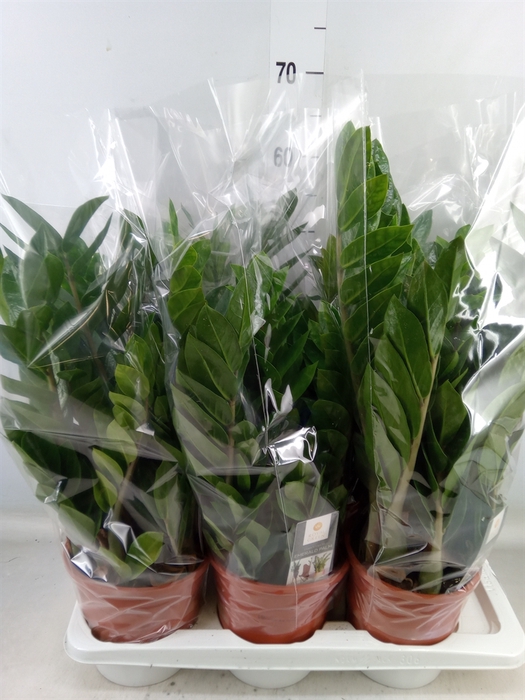 <h4>Zamioculcas zamiifolia</h4>