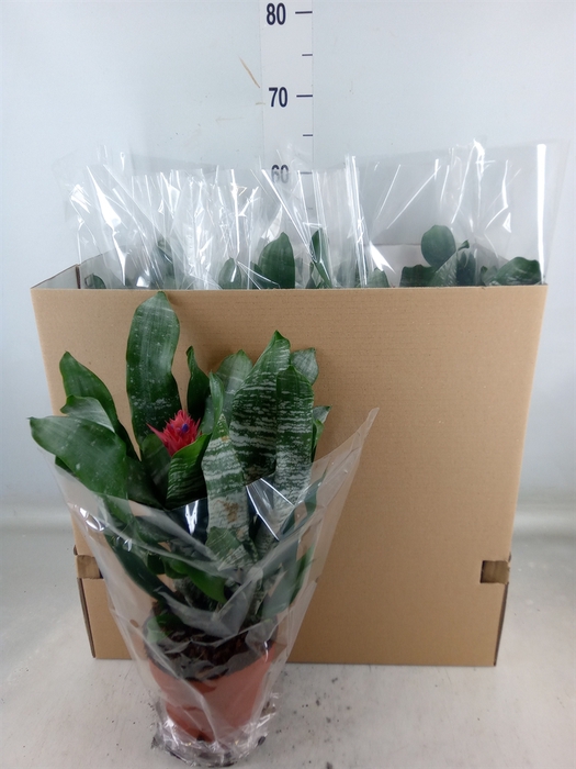 <h4>Aechmea   ...</h4>