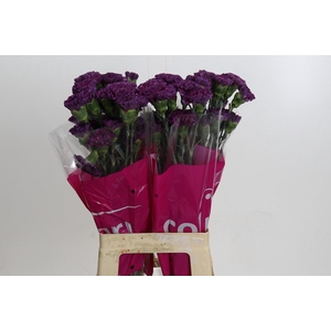 Dianthus St Cobalt Thrill