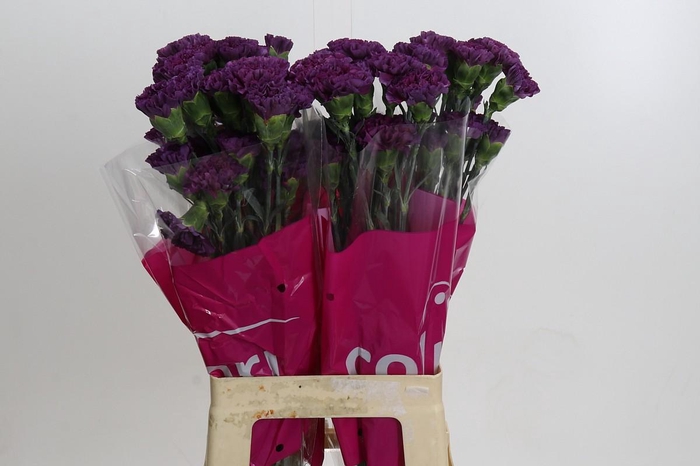 <h4>Dianthus St Cobalt Thrill</h4>