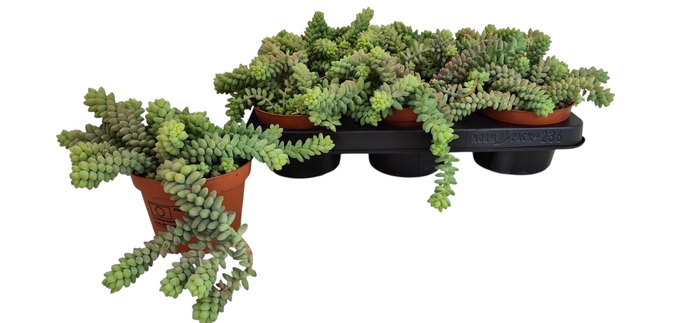 <h4>SEDUM BURRITO</h4>