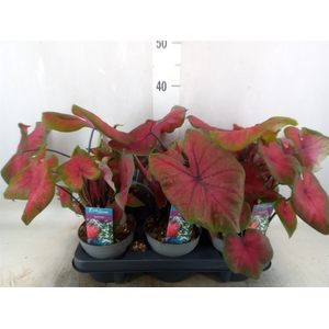 Caladium   ...