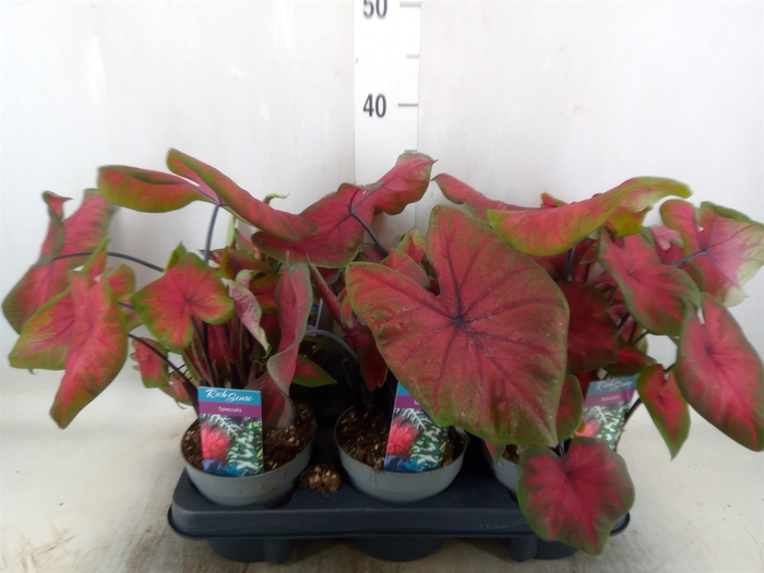 <h4>Caladium   ...</h4>