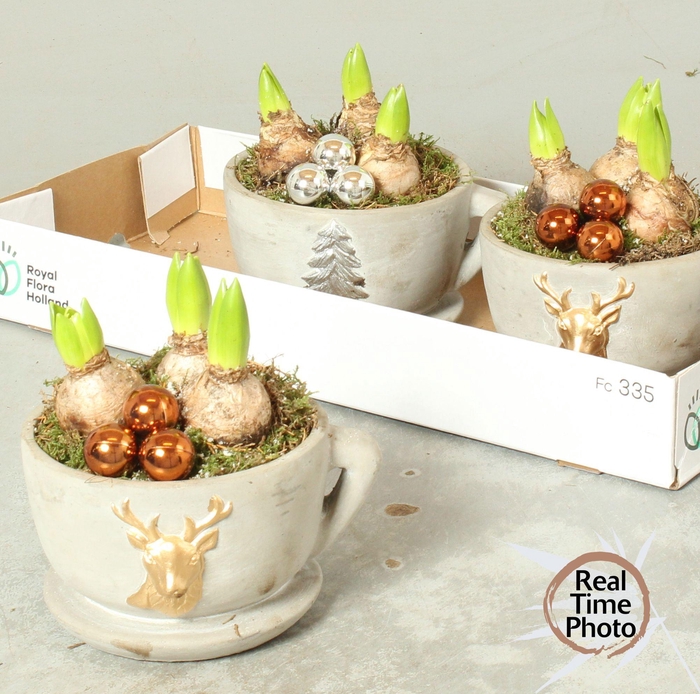 <h4>ARR HYACINTH</h4>