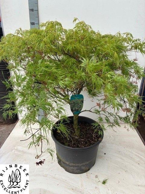 <h4>ACER PALM DISSECTUM</h4>