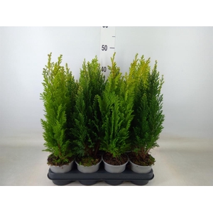 Conifers   ...mix