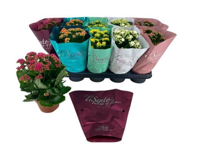 <h4>KAL GE GEM 5 KL</h4>