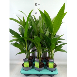 Areca catechu