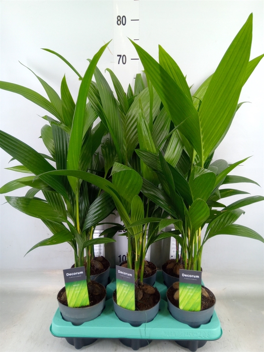 <h4>Areca catechu</h4>