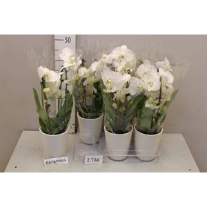 PHAL EL CASCADE