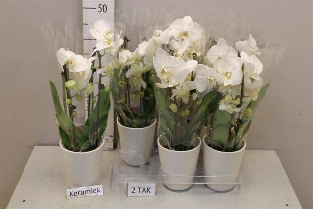 <h4>PHAL EL CASCADE</h4>