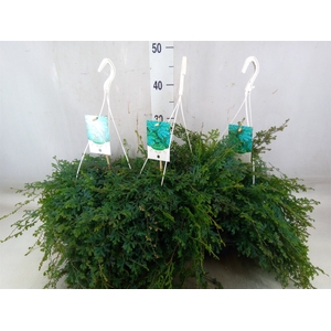 Selaginella uncinata 'Peacock'