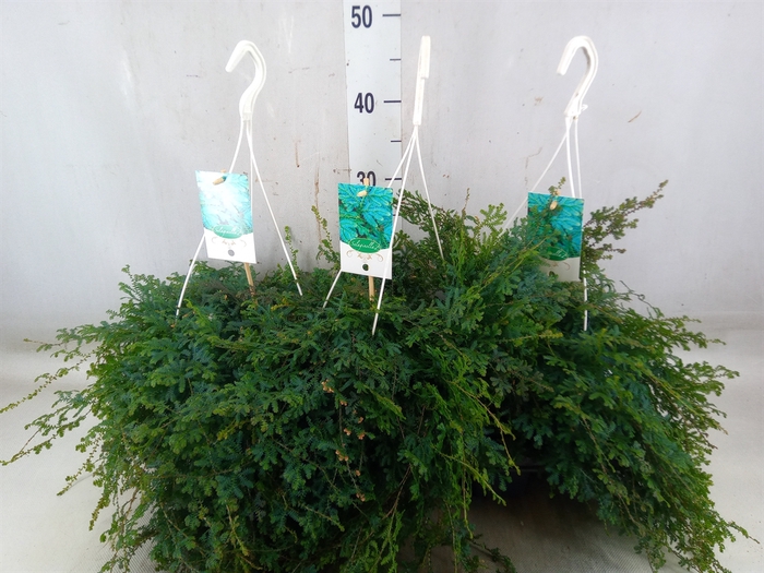 <h4>Selaginella uncinata 'Peacock'</h4>