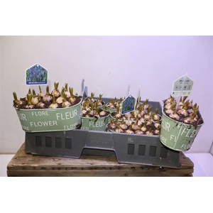 arr8 Arr Muscari In Zinken Bakje