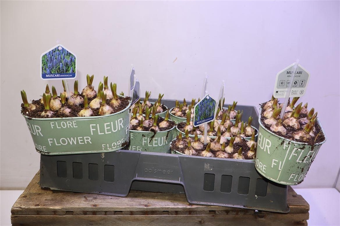 <h4>arr8 Arr Muscari In Zinken Bakje</h4>