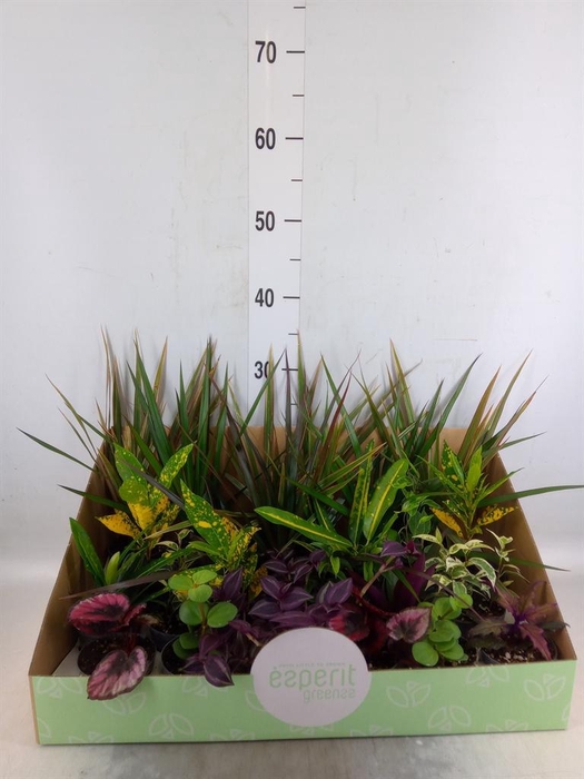 <h4>Planten  ..mix</h4>