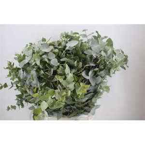 Euca Cinerea 300gr P Bunch