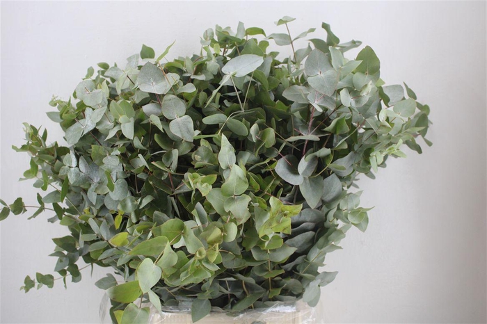 <h4>Euca Cinerea 300gr P Bunch</h4>