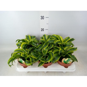 Dracaena frag. 'Tornado'