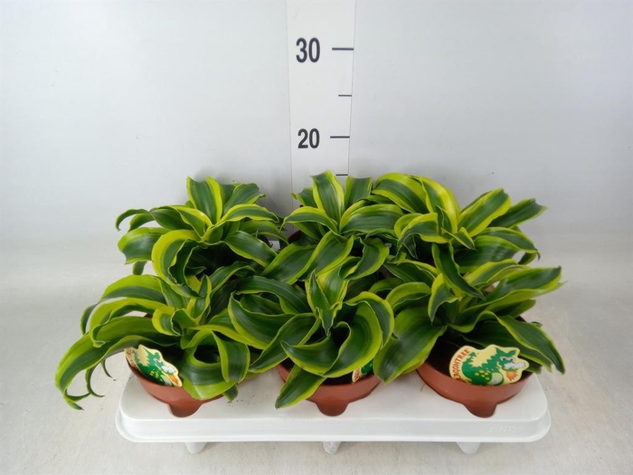 <h4>Dracaena frag. 'Tornado'</h4>