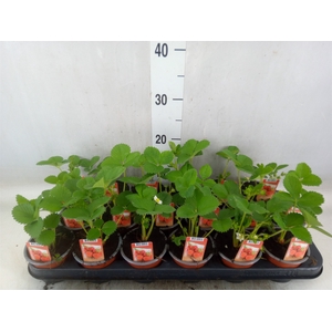 Fragaria ananassa 'Ostara'