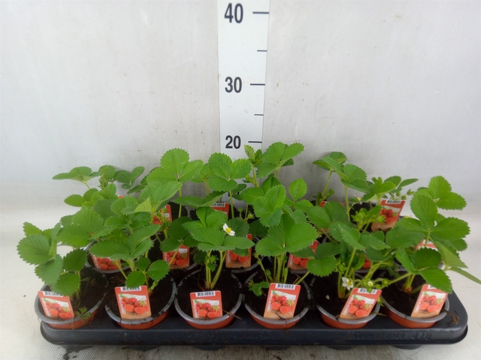 <h4>Fragaria ananassa 'Ostara'</h4>