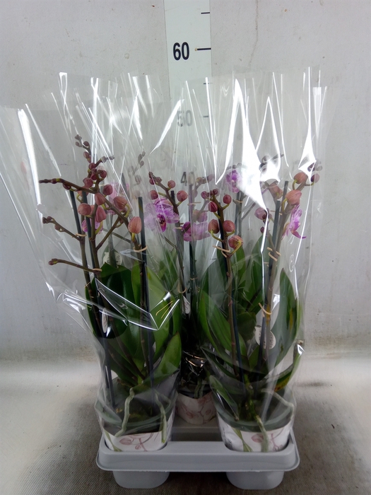 <h4>Phalaenopsis   ...rose</h4>