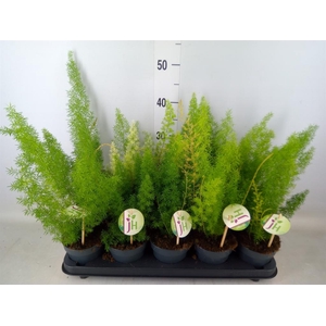 Asparagus dens. 'Meyers'