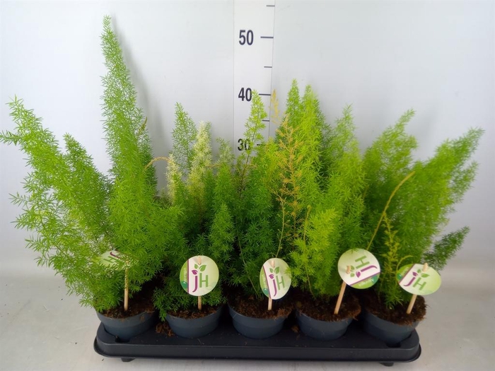 <h4>Asparagus dens. 'Meyers'</h4>