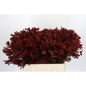 Anigozanthos Red Velvet