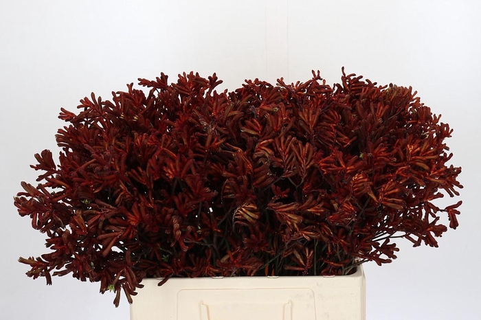 <h4>Anigozanthos Red Velvet</h4>