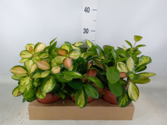<h4>Hoya australis 'Lisa'</h4>