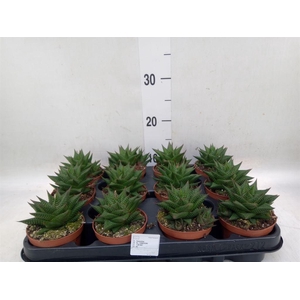 Haworthia limifolia