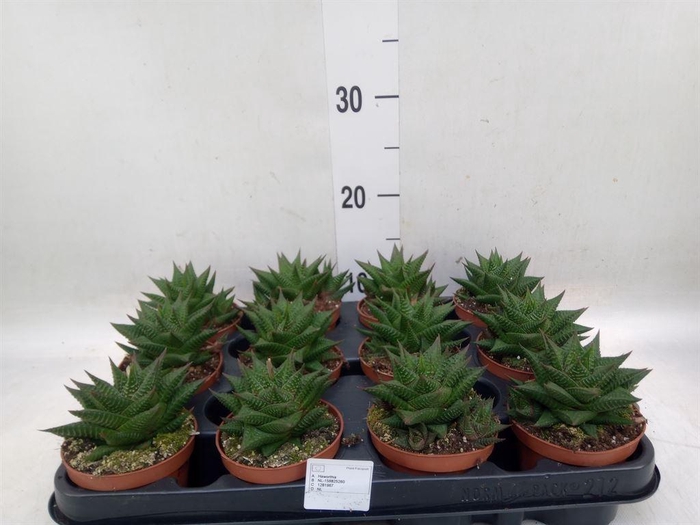 <h4>Haworthia limifolia</h4>