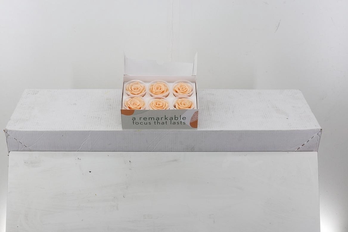 <h4>Rosa Preserved Peach</h4>