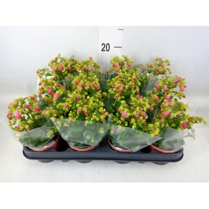 Kalanchoe HG 'Dream Bells'